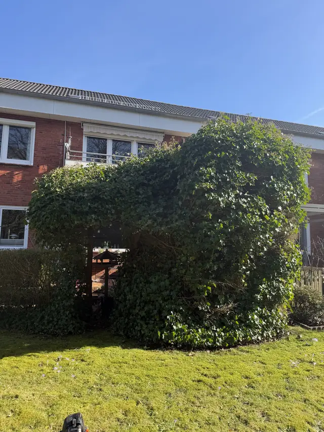 Vorher: stark überwucherte Efeuhecke vor einem Mehrfamilienhaus