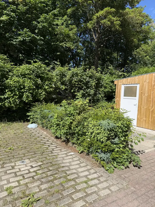 Vorher: zugewachsene Büsche und Unkraut am Mülltonnenplatz einer Wohnanlage